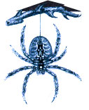 Spider Webs, Broccoflower and the Exxon Valdez Oil Spill